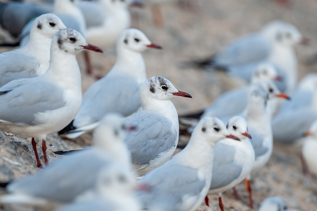 Black-headed Gull